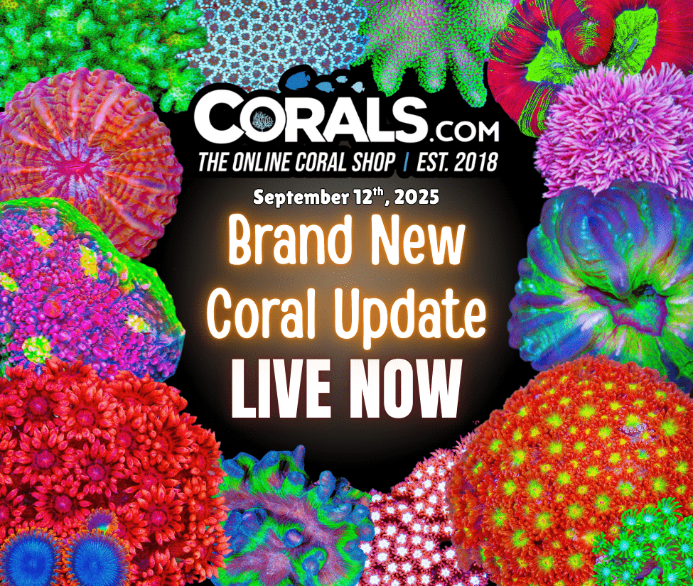 9.12 new coral.png