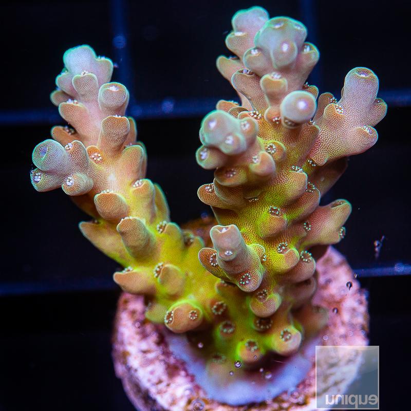 jc-P Acropora 99 55.JPG