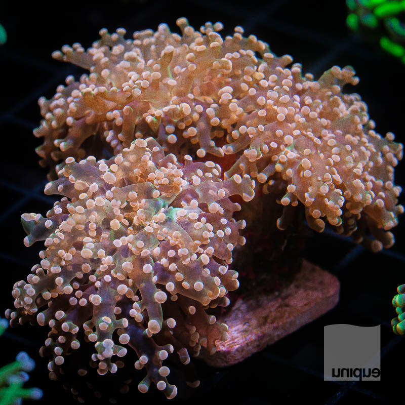 crazy frogspawn 239 159.jpg