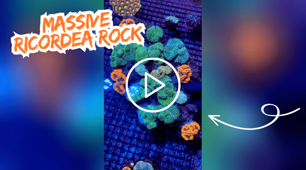 rico rock.png