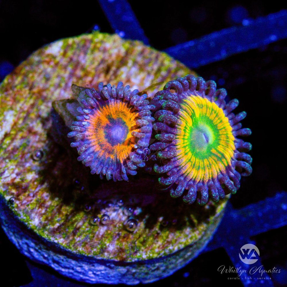 CoralAuction54_faeff9fe-0064-45b6-ad00-78e52a673f29.jpg CoralAuction54_faeff9fe-0064-45b6-ad00-78e52a673f29.jpg
