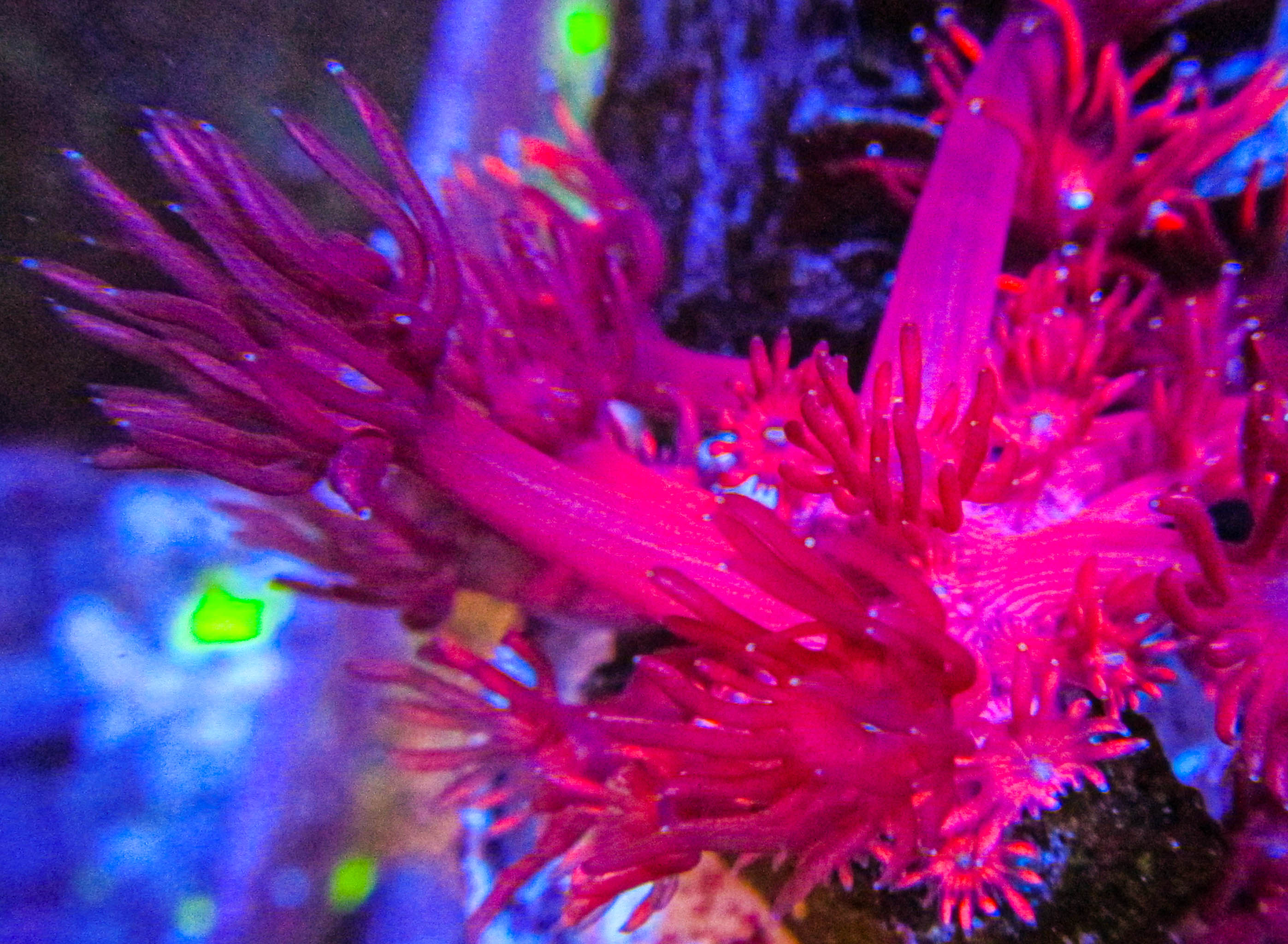 Ultra Red Gonipora.JPG