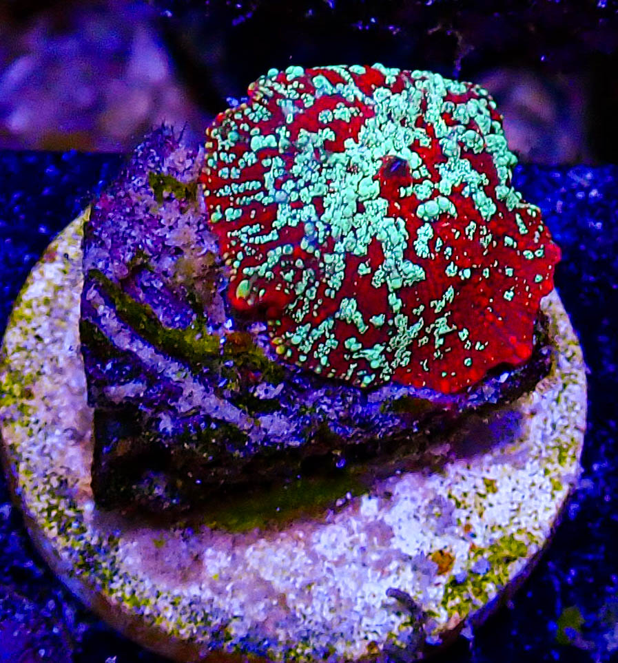 UC Red Devil Jawbreaker Mushroom -202.JPG