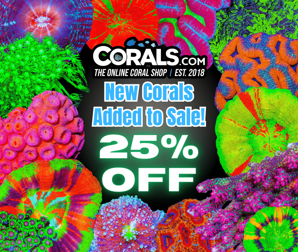 new coral(37).png
