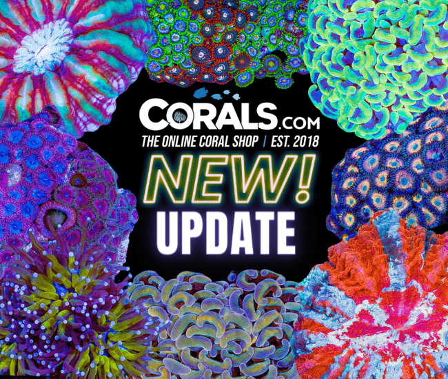 new corals 4.26.png