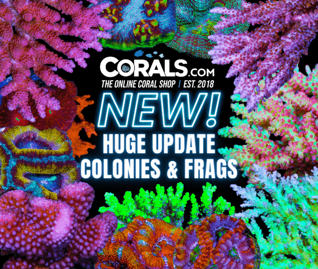 new corals 4.3.png