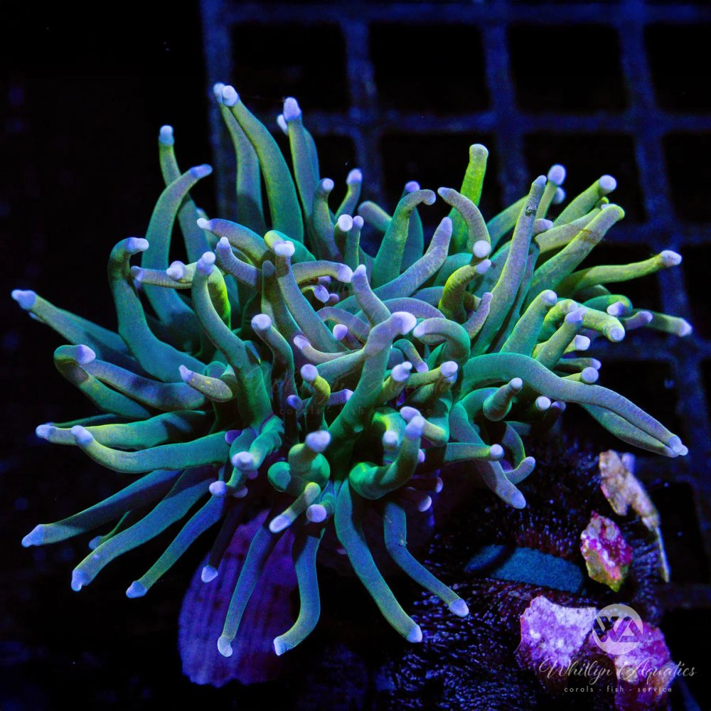 CoralAuction46_b05b4abb-bc9f-41b3-be88-aac4825a770b.jpg CoralAuction46_b05b4abb-bc9f-41b3-be88-aac4825a770b.jpg