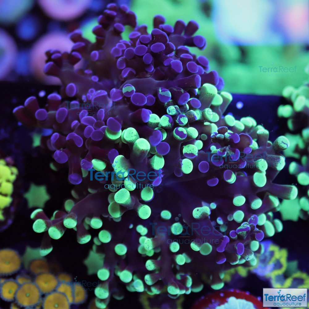 IMG_8195-Sweet-Bicolor-Frogspawn-coral-aquacultured.jpg IMG_8195-Sweet-Bicolor-Frogspawn-coral-aquacultured.jpg