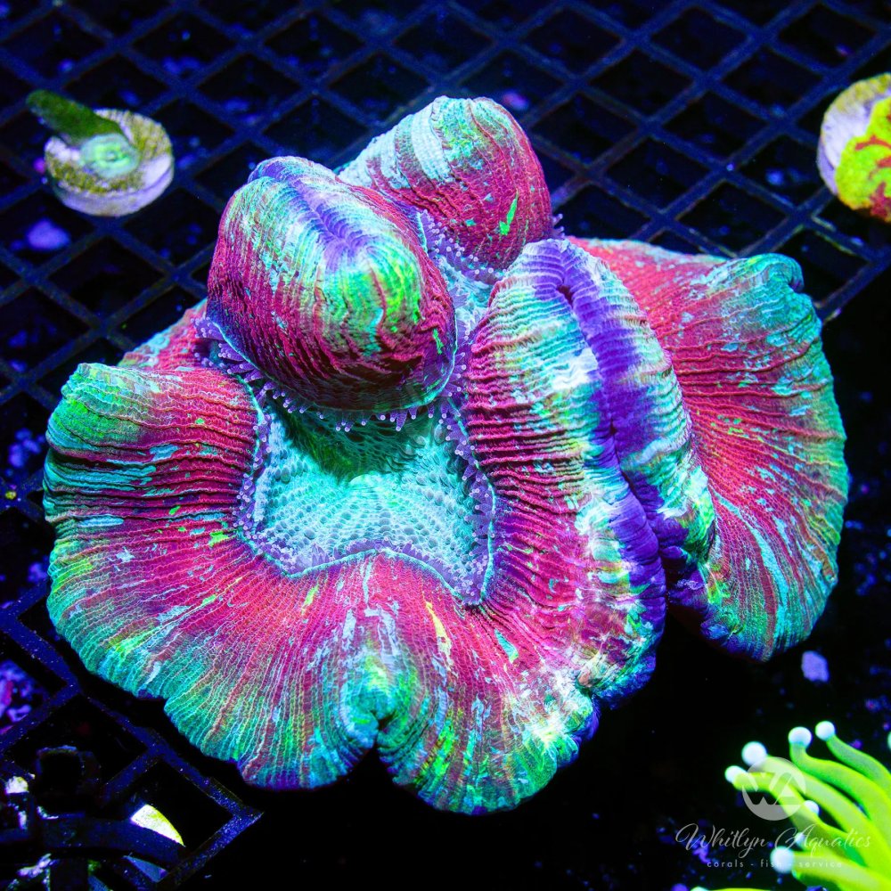 CoralAuction52_8a08992c-476d-4b55-8354-cea4053422ed.jpg CoralAuction52_8a08992c-476d-4b55-8354-cea4053422ed.jpg