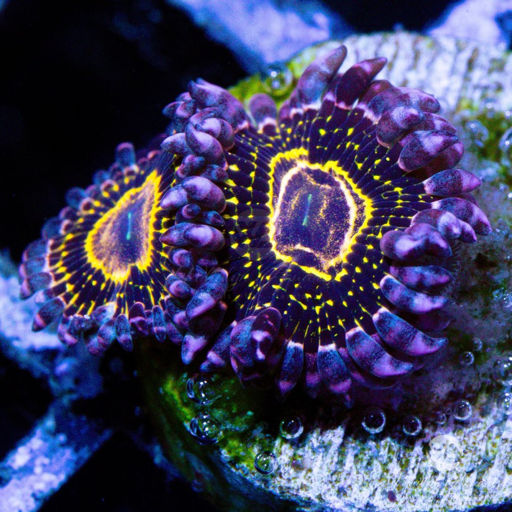 CoralAuction43_8a2dbc61-c0b7-4316-8a39-bd34b80bb6dc.jpg CoralAuction43_8a2dbc61-c0b7-4316-8a39-bd34b80bb6dc.jpg
