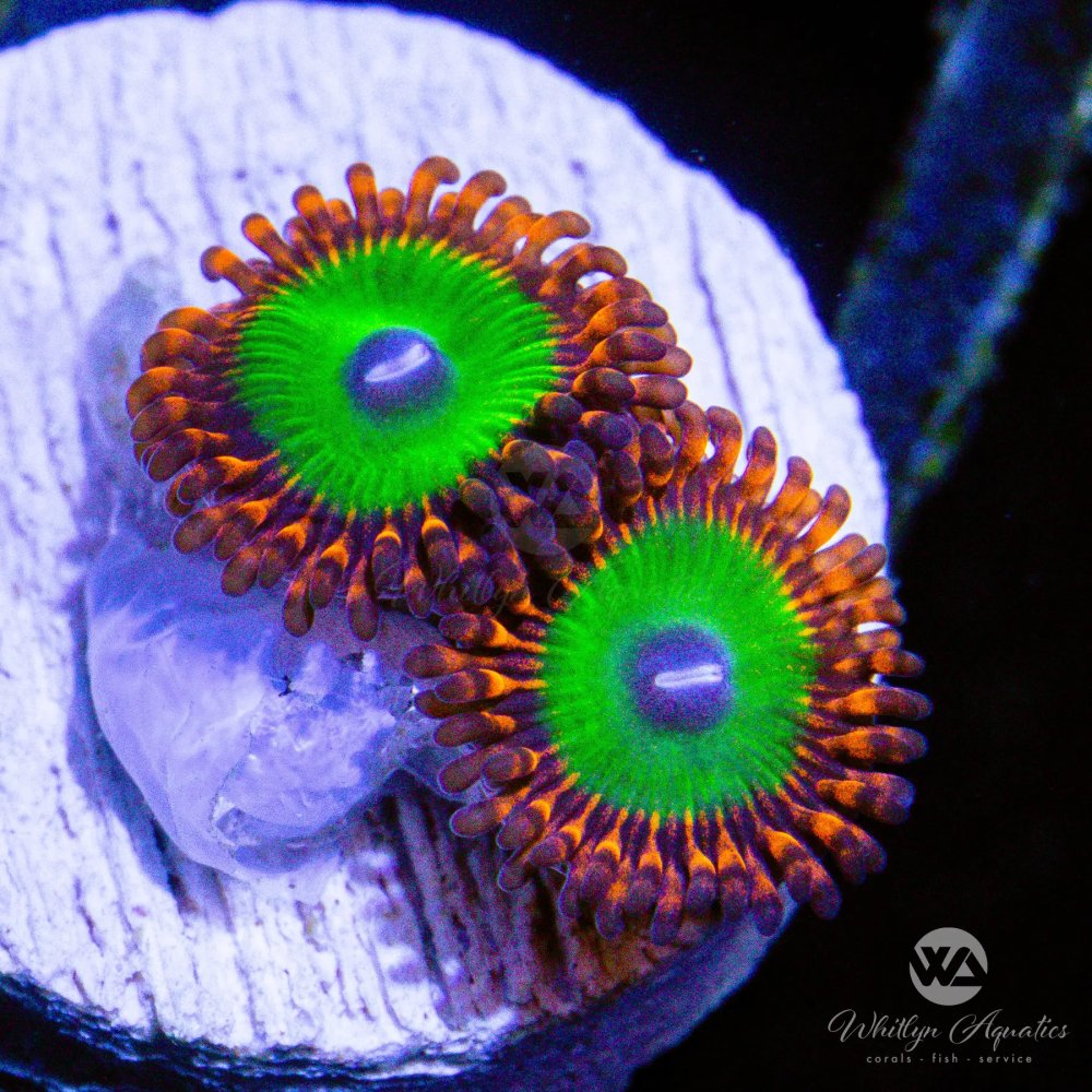 CoralAuction25_276a5ec4-57aa-43df-9a5b-b21572783fa4.jpg