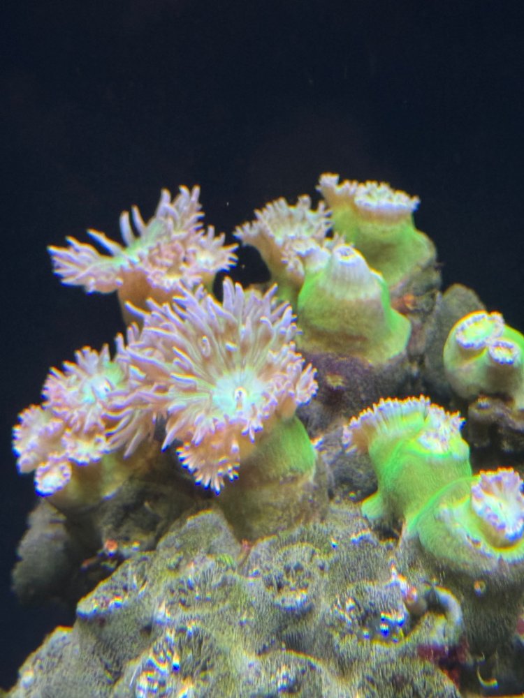 duncan coral.jpg