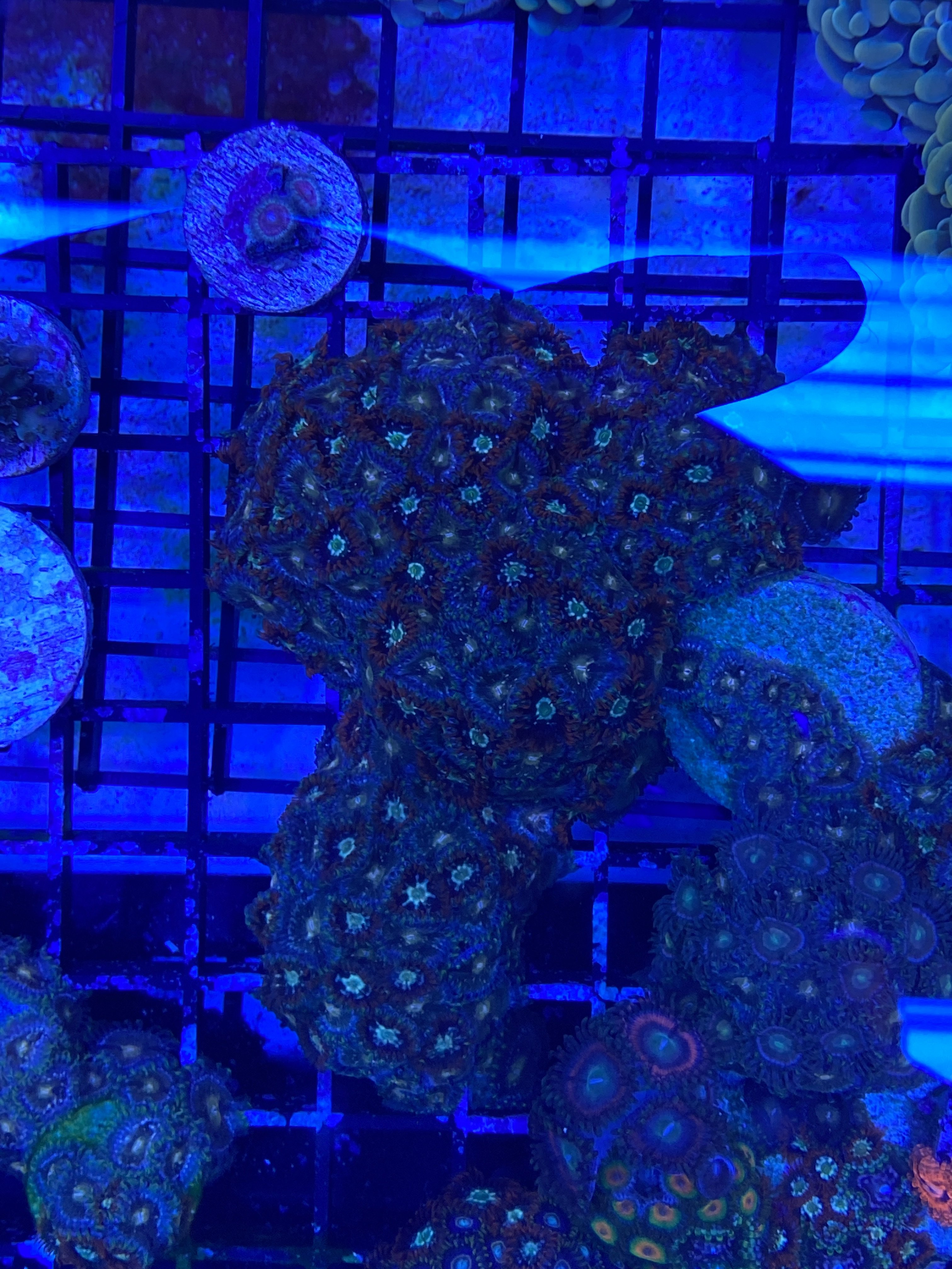 5C73D8F9-AA80-43EC-8AC2-9F039C496E97.jpeg 5C73D8F9-AA80-43EC-8AC2-9F039C496E97.jpeg