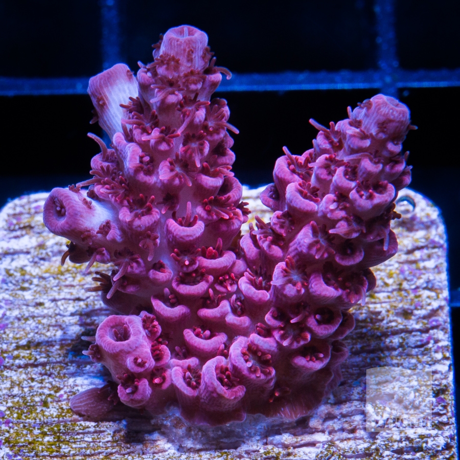 903A0385.jpg