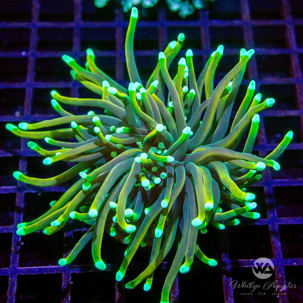 CoralAuction43_b296e8b0-b4de-4917-9a4f-f0f3b560dae1.jpg CoralAuction43_b296e8b0-b4de-4917-9a4f-f0f3b560dae1.jpg