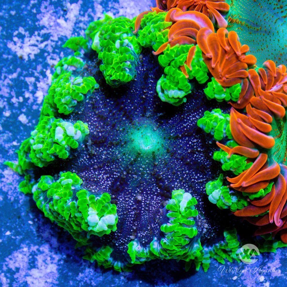 CoralAuction53_2b98fa9a-ca60-46a3-8dcf-efc5ff58c576.jpg CoralAuction53_2b98fa9a-ca60-46a3-8dcf-efc5ff58c576.jpg