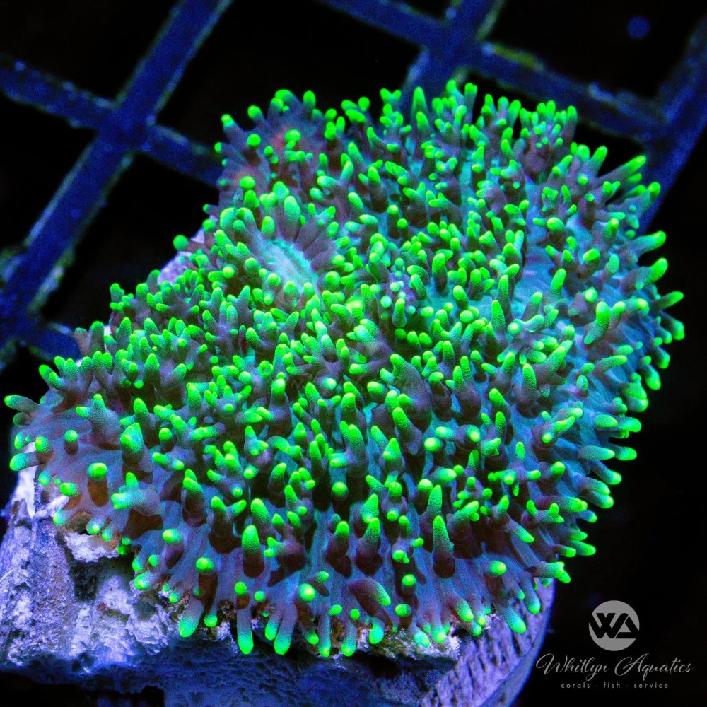 CoralAuction33_7d1e51c1-4470-42eb-a932-6e8266446733.jpg