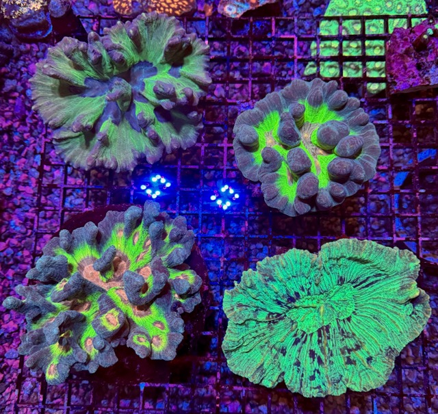 IMG_9629 Medium.jpeg