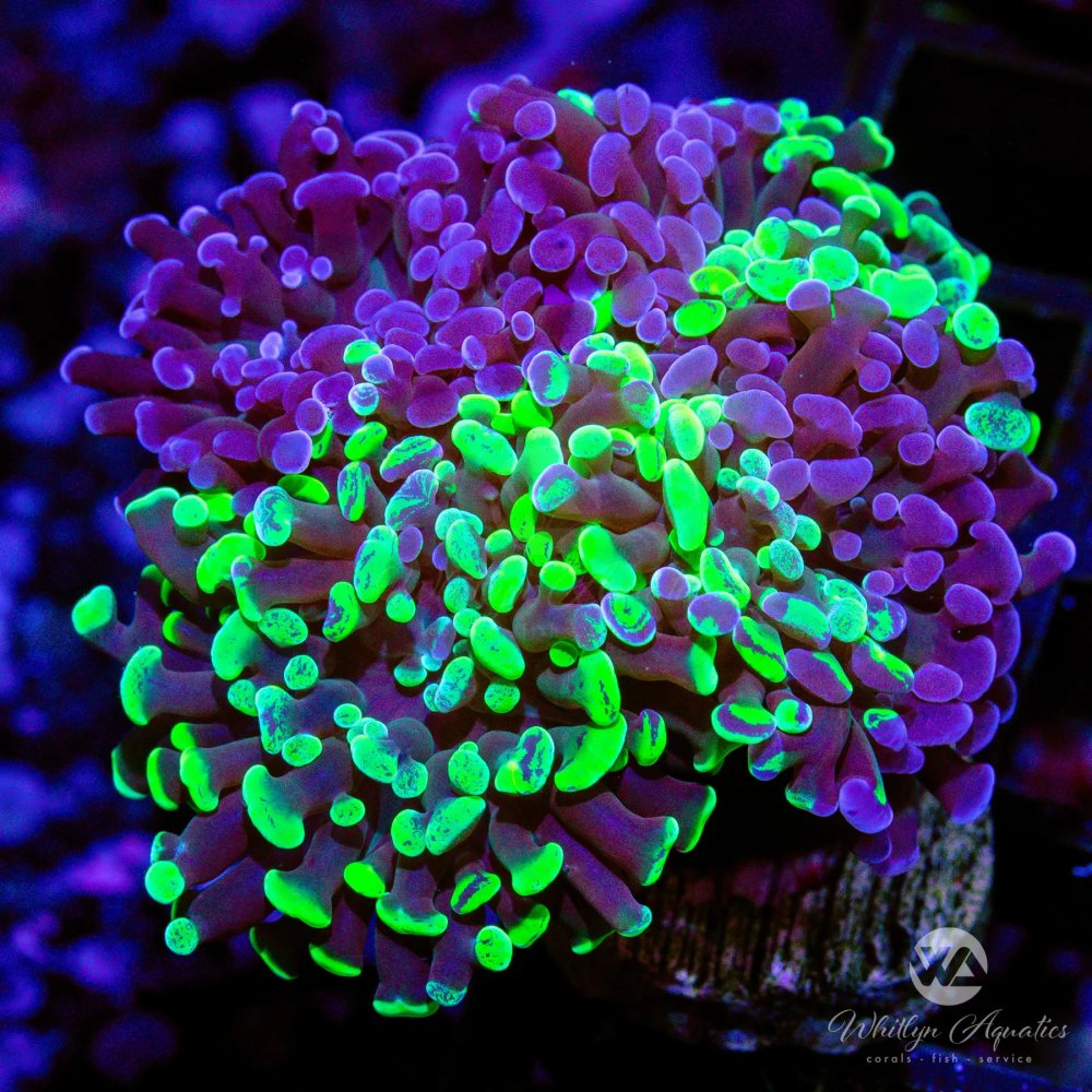 CoralAuction38_c2b0d933-8b52-4b6f-aab4-ffdd5988bf13.jpg CoralAuction38_c2b0d933-8b52-4b6f-aab4-ffdd5988bf13.jpg