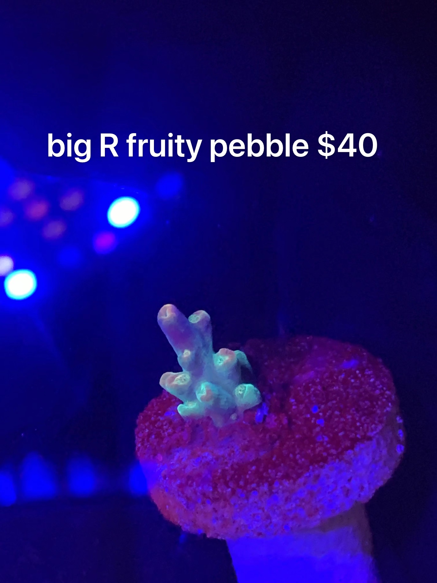 6FBE52B6-D505-49E1-BBF8-6E53B8D8FC7C.jpeg