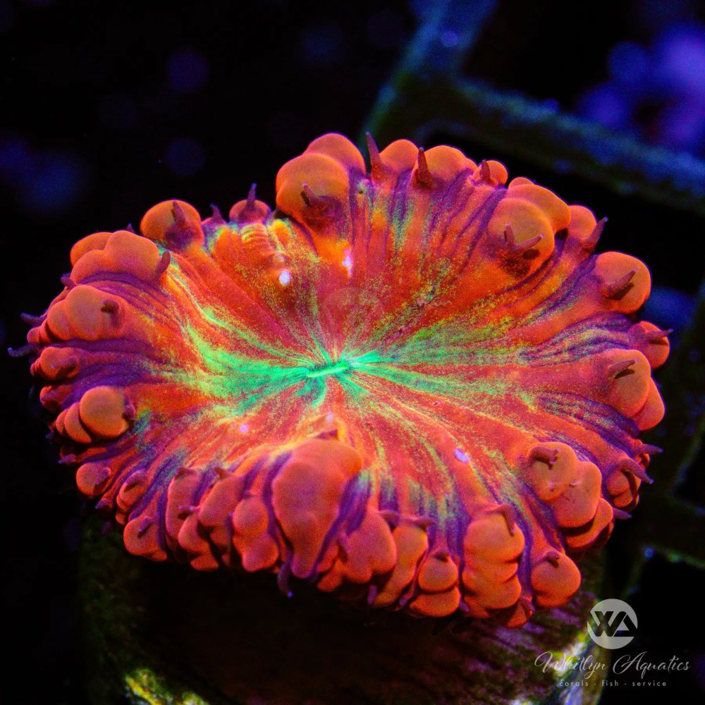 CoralAuction48_d243943b-9234-452b-92cc-b6ca8d999557.jpg CoralAuction48_d243943b-9234-452b-92cc-b6ca8d999557.jpg