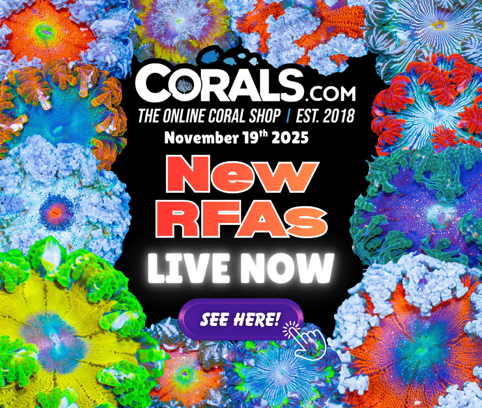 11.19 new coral.png