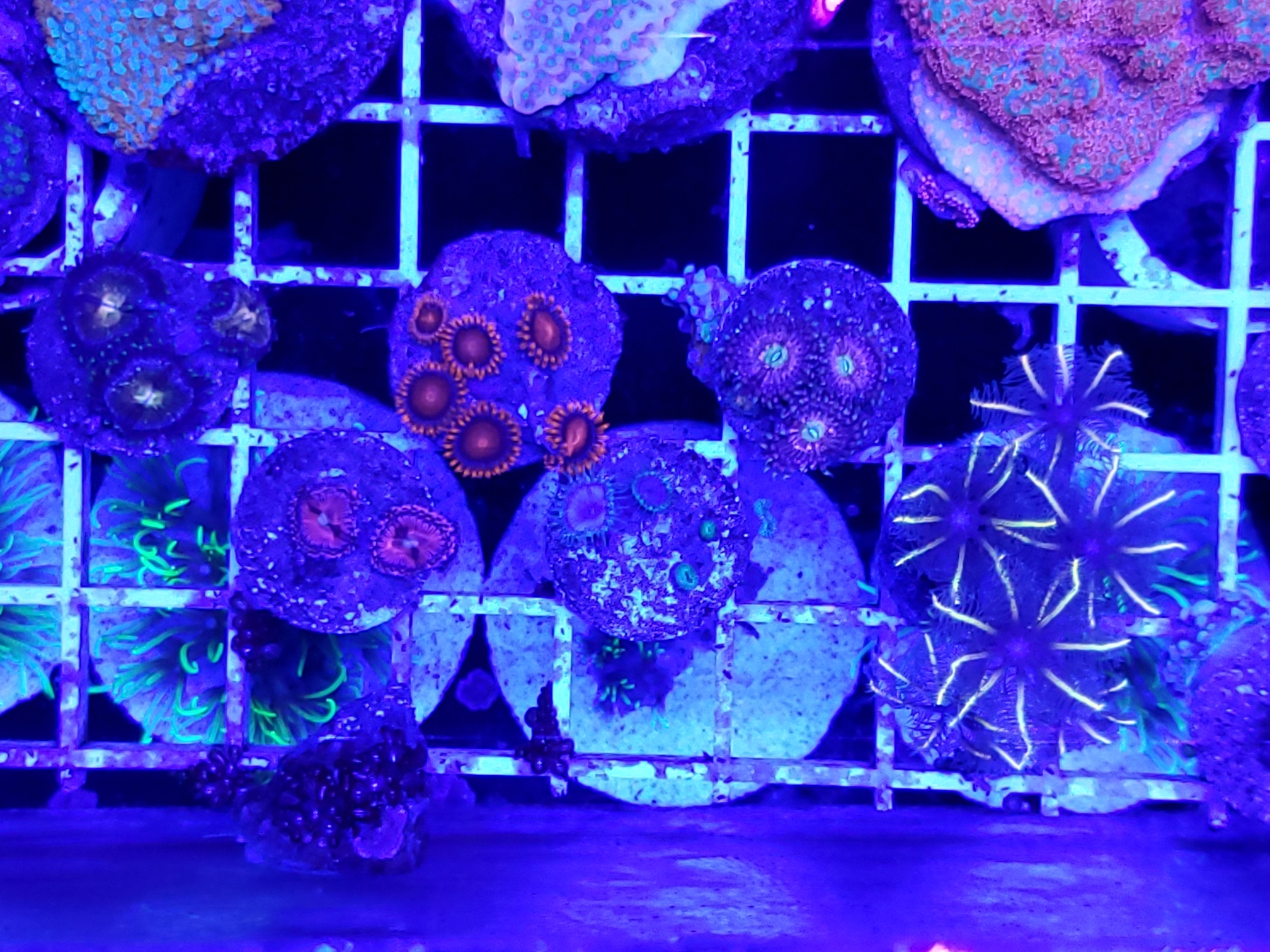 2-zoas for sale corals.jpg