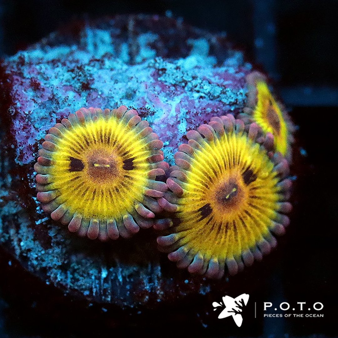 M1-LS-10-21-116_9a69f27a-5281-4d7b-b348-bd16c3baf242_1080x.jpeg M1-LS-10-21-116_9a69f27a-5281-4d7b-b348-bd16c3baf242_1080x.jpeg