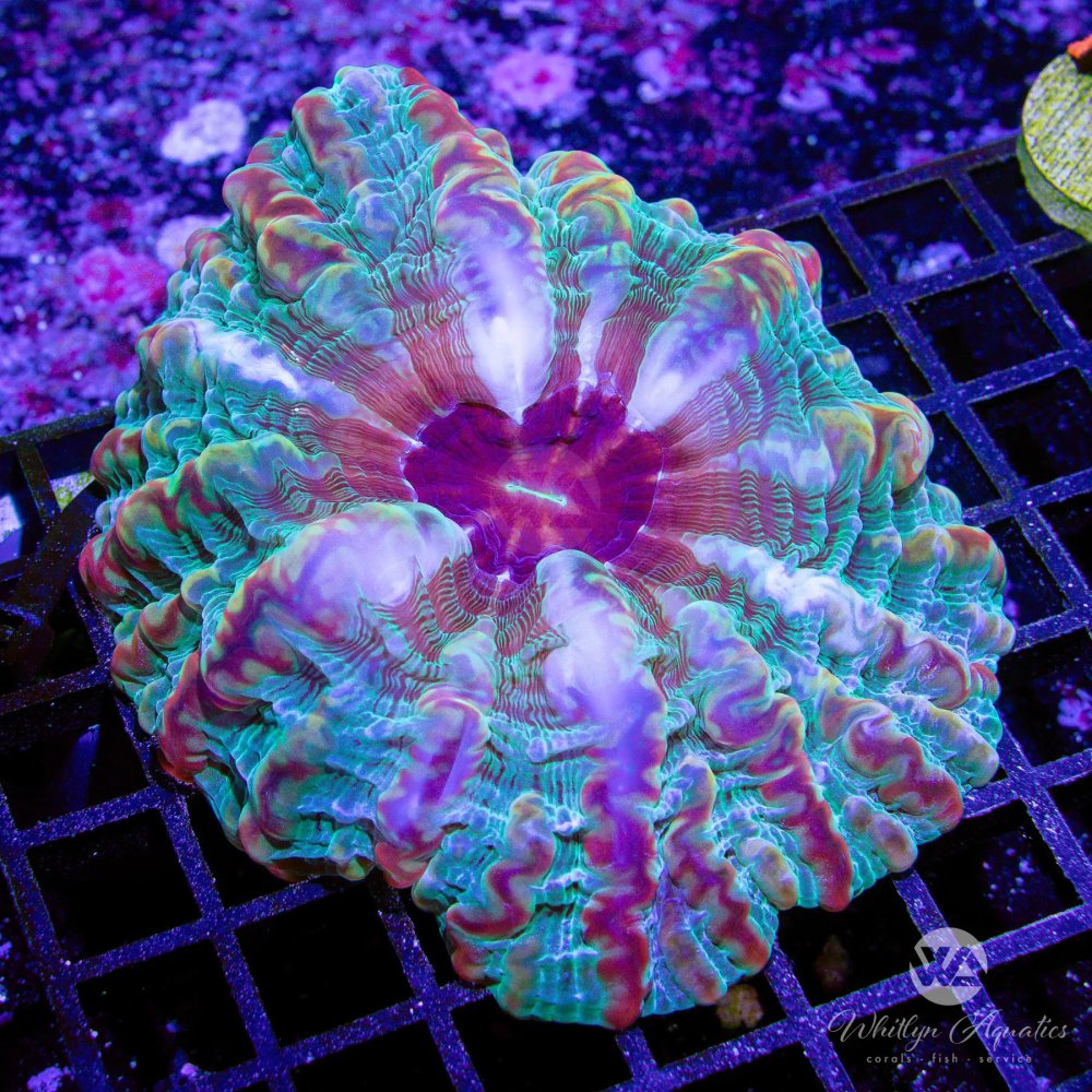 CoralAuction4_369cd9ef-f895-4c5f-bcd4-a18ca41b4bb9.jpg CoralAuction4_369cd9ef-f895-4c5f-bcd4-a18ca41b4bb9.jpg