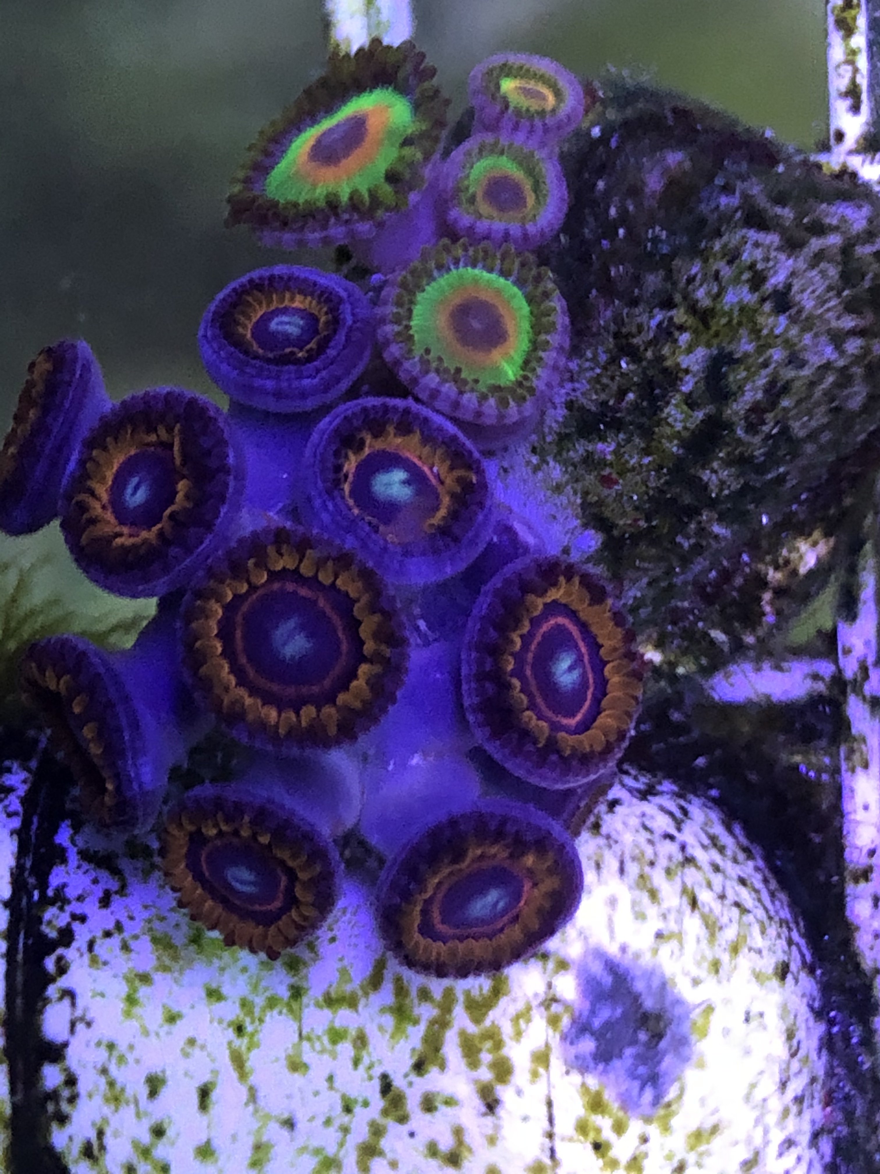 8B7789E4-39BE-4C91-868D-B4C2D0DDA8F6.jpeg