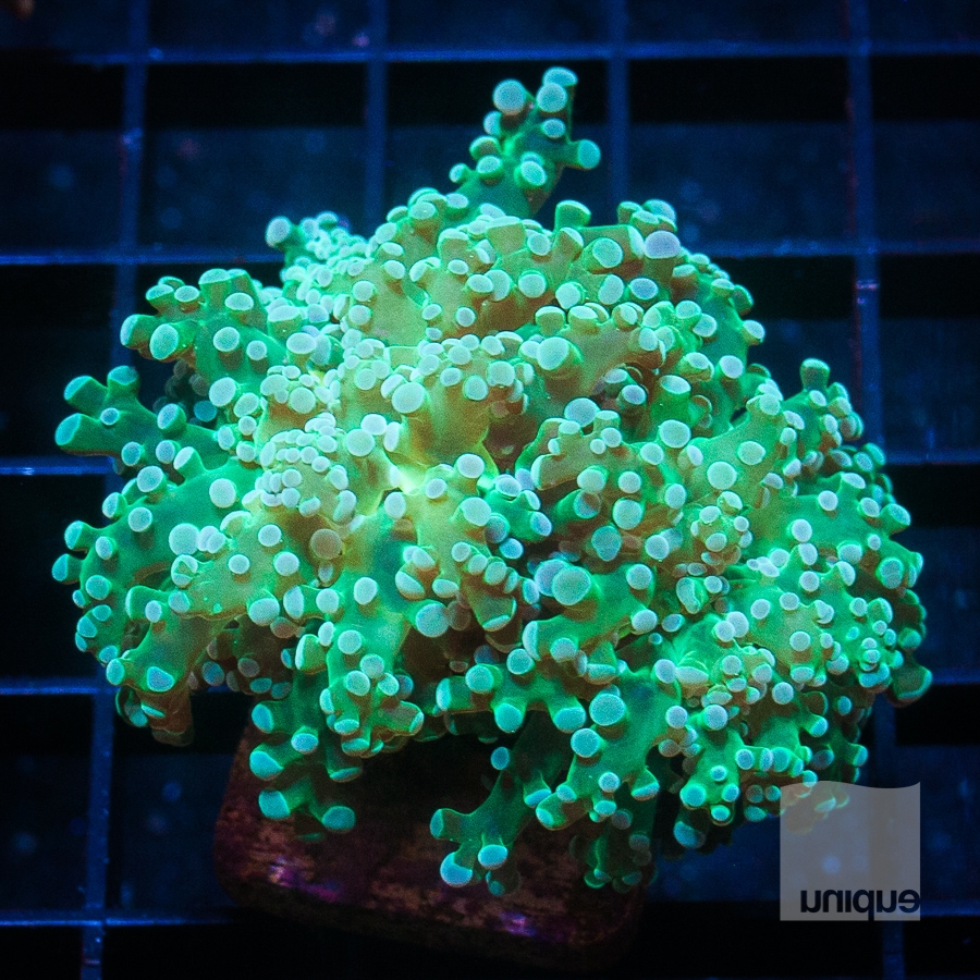 green frogspawn 88 68.jpg