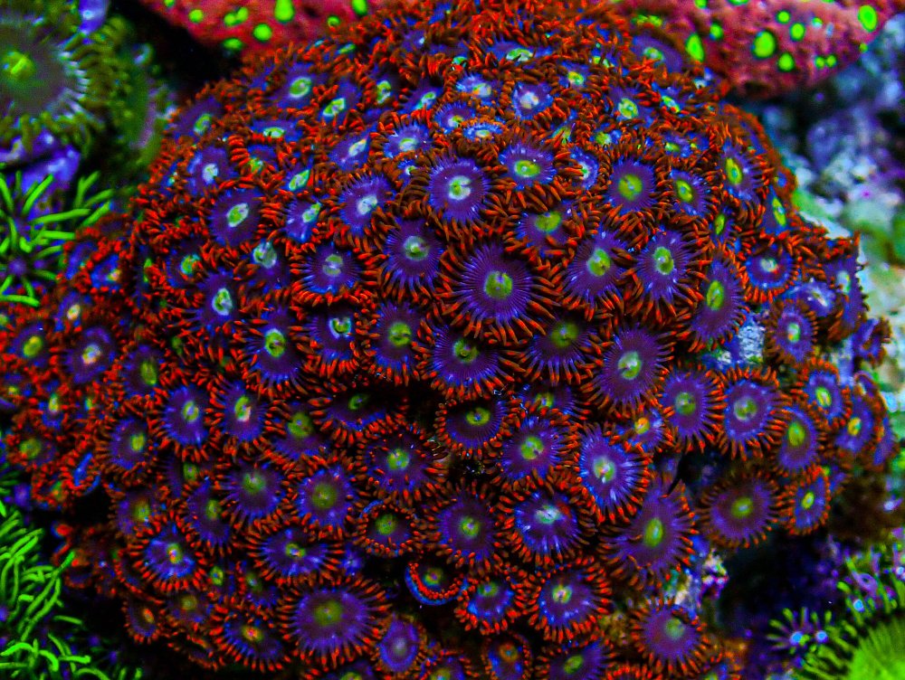 UC Circus Circus Zoa Colony .JPG