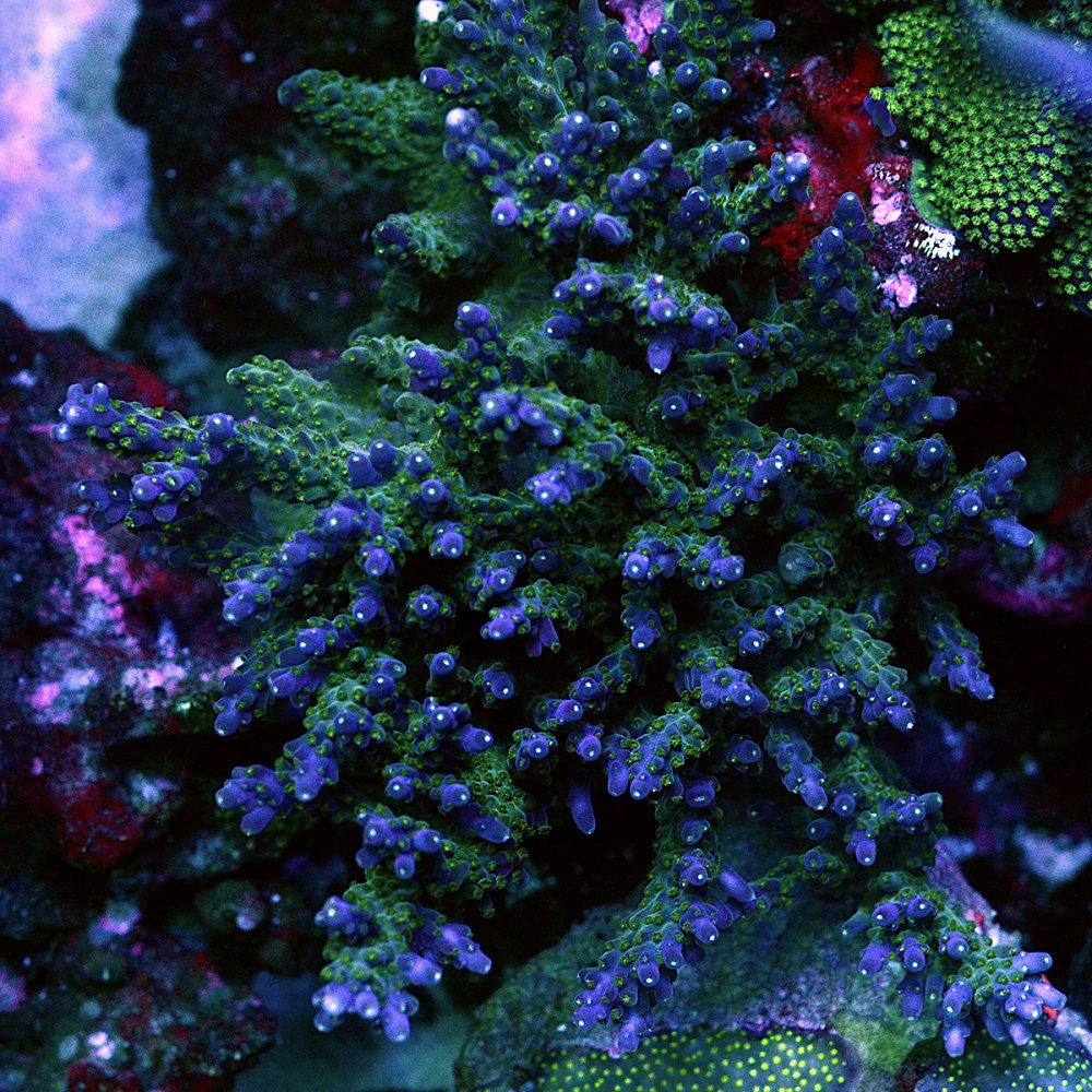 Tri Color Valida Colony.JPG