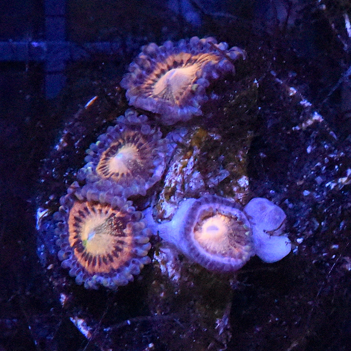 DSC_2712.JPG