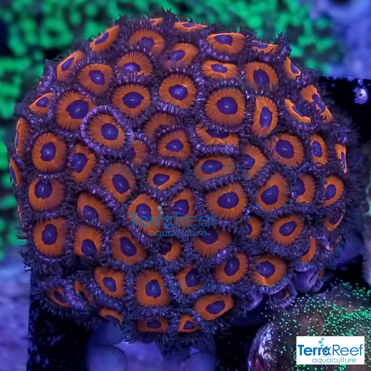 Red-Zoanthids-Coral-Polyps-WYSIWYG-Frag-2-20201228_211744.jpg