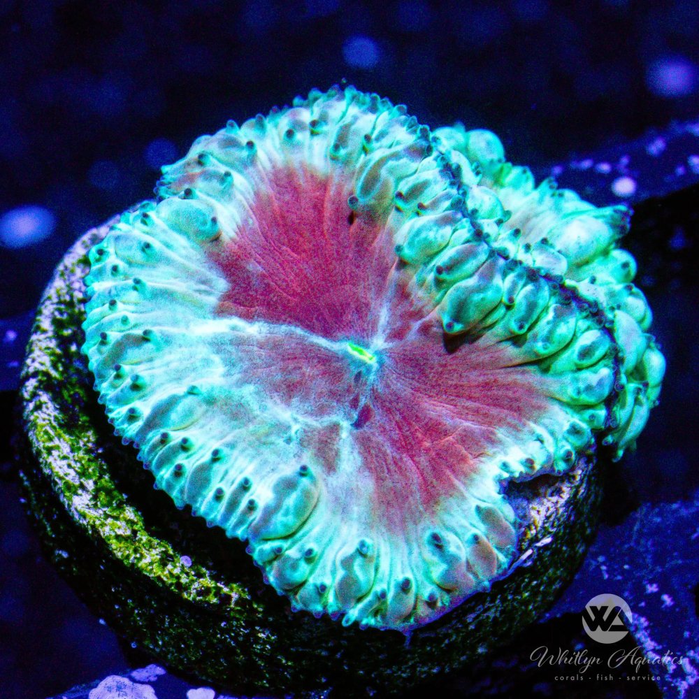 CoralAuction41_fecbbe06-2a7a-4dd1-b66e-db5bd8344250.jpg