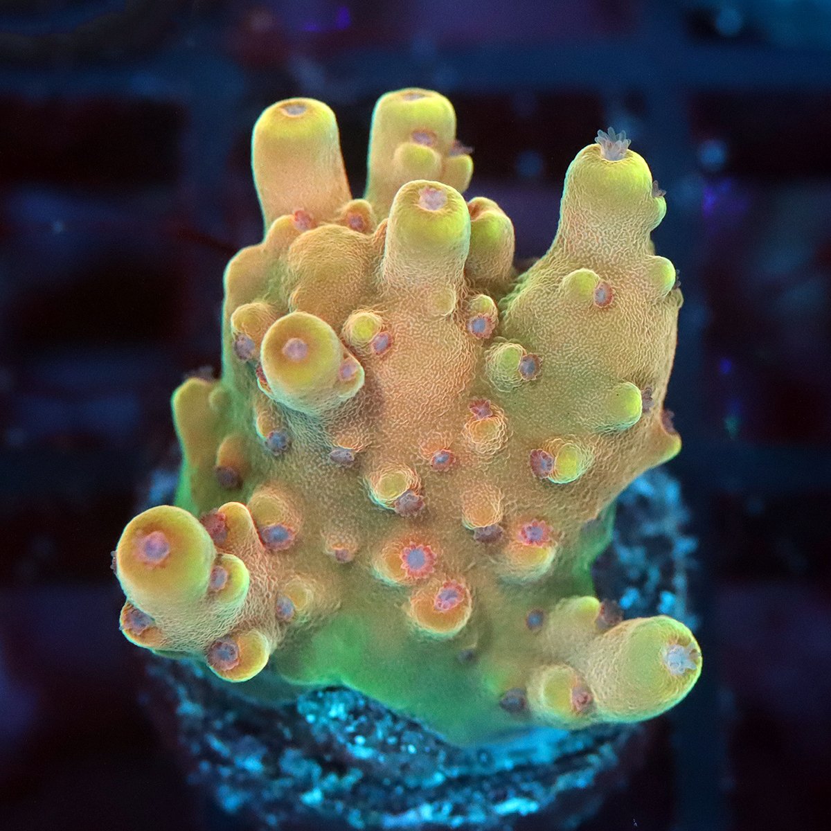 SPS2-MM-9-15-18.jpg SPS2-MM-9-15-18.jpg