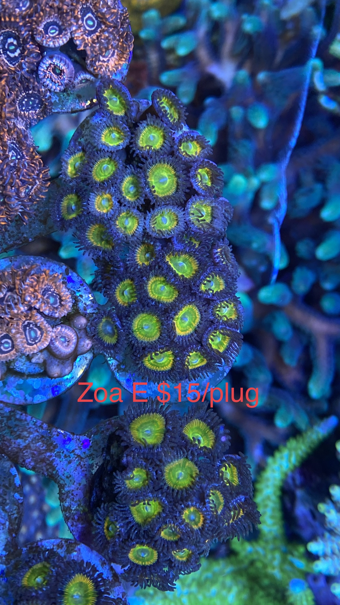 5D99F927-F643-4DE7-8C18-22433E1C95C7.jpeg