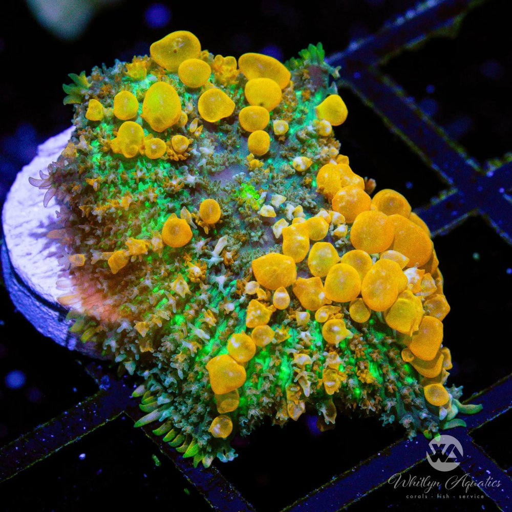 CoralAuction46_53ce9bdd-dbe2-4024-aed9-ea4cde781594.jpg CoralAuction46_53ce9bdd-dbe2-4024-aed9-ea4cde781594.jpg