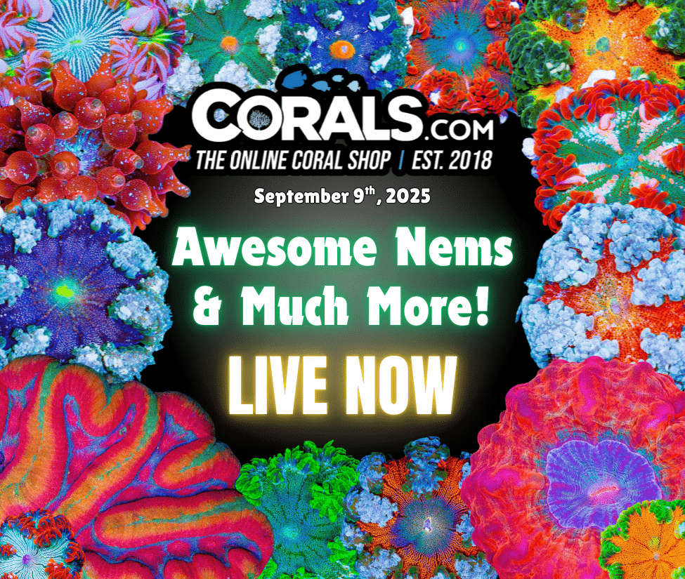 9.8 new coral(1).png
