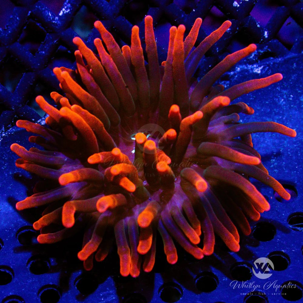 CoralAuction47_8ff04cf0-3e19-4c14-ac7f-89f7ed351e7c.jpg