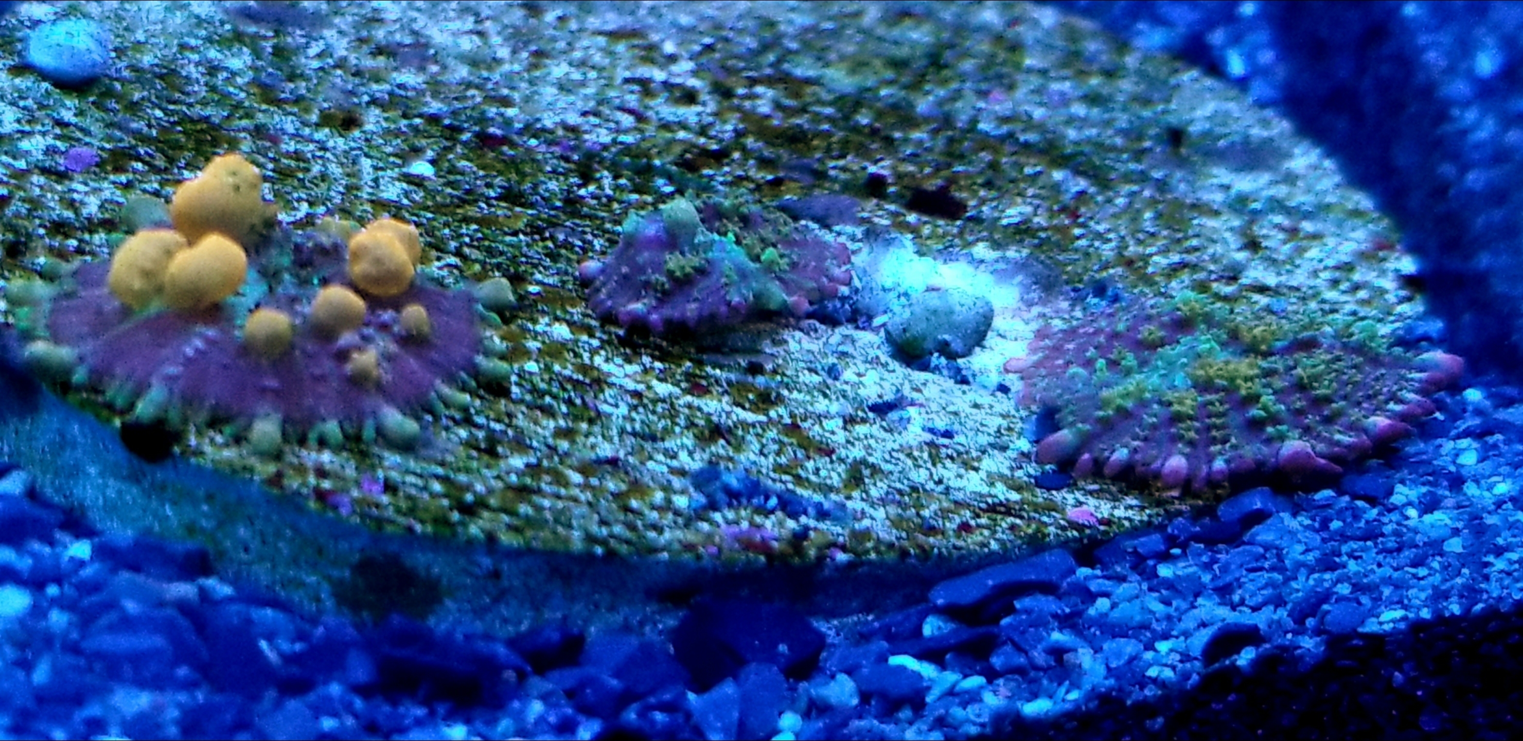 Screenshot_20200913-191523_Gallery.jpg