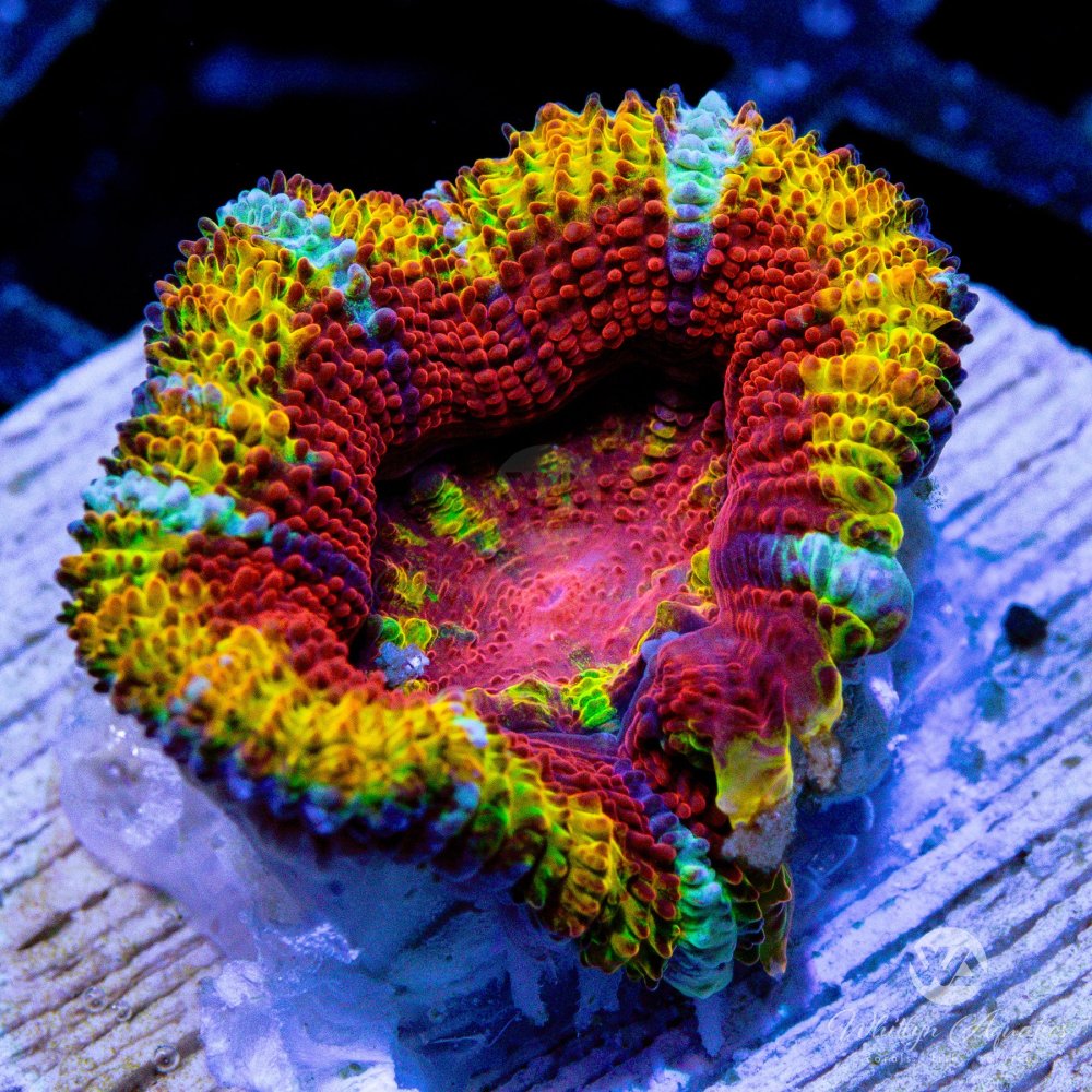 CoralAuction41_431924e0-0fa1-45f2-b68a-d5449aae0032.jpg CoralAuction41_431924e0-0fa1-45f2-b68a-d5449aae0032.jpg