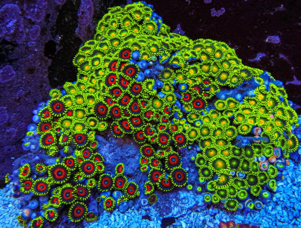 XLG Ultra Zoa Colony_3382.JPG