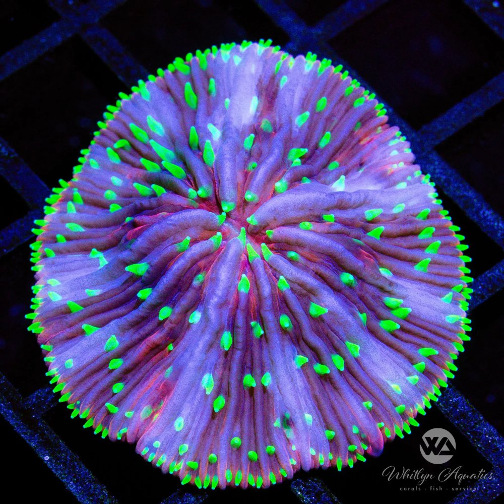 CoralAuction44_dc237079-57d1-4fd1-9af5-fddf088781a8.jpg