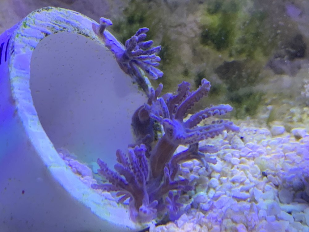 mysterycoral.jpg