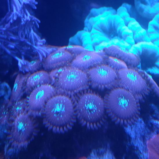 MR Magicians zoas 25.JPG