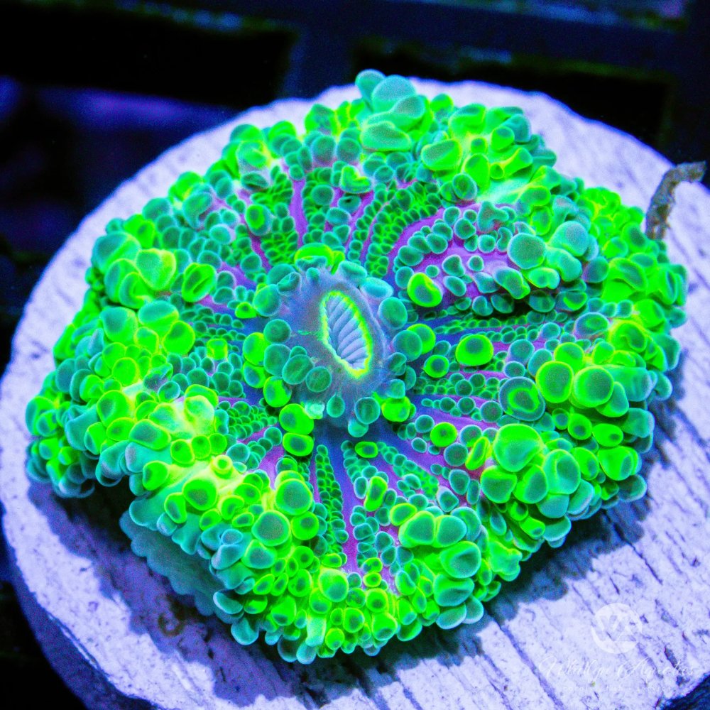 CoralAuction44_e83c01ef-4363-448a-9342-3a0bc4dd46f8.jpg CoralAuction44_e83c01ef-4363-448a-9342-3a0bc4dd46f8.jpg
