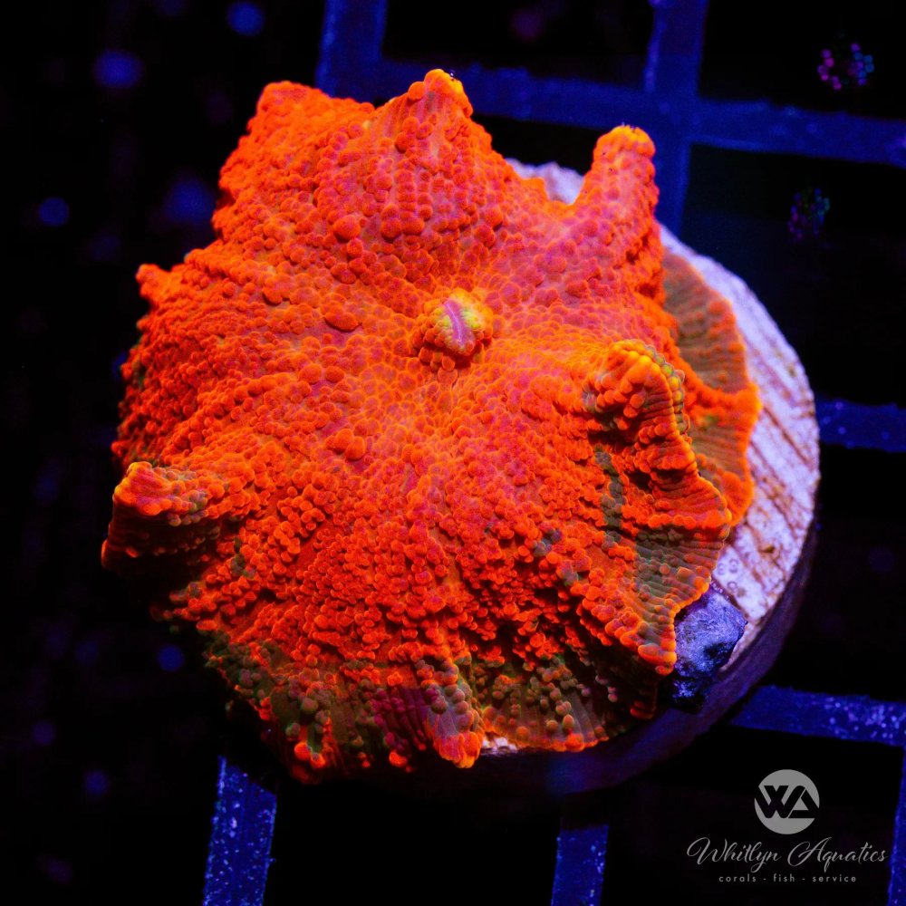 CoralAuction43_f0b12349-cbd4-4734-b415-8a2f8d4440db.jpg CoralAuction43_f0b12349-cbd4-4734-b415-8a2f8d4440db.jpg