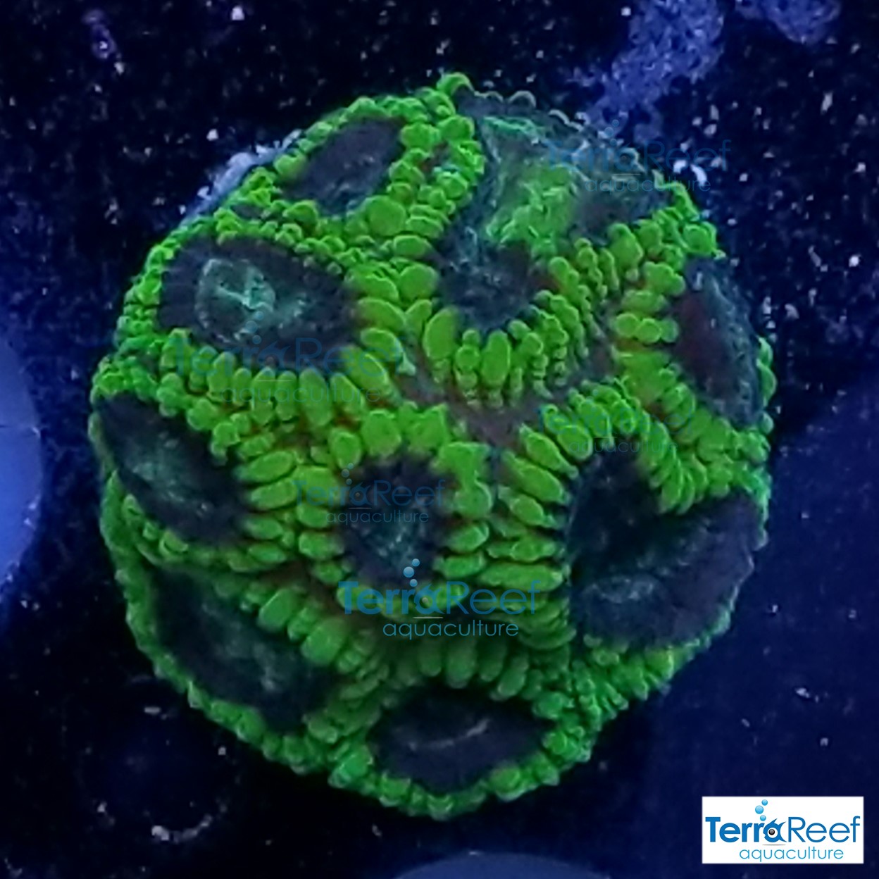 Green-Favia-Brain-Coral-WYSIWYG-Frag-4-20210116_205507.jpg